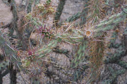 Image de Cylindropuntia