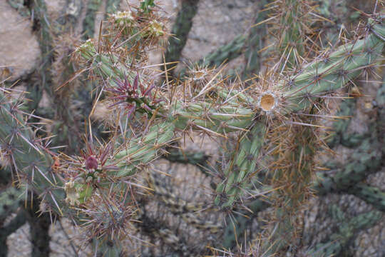 Imagem de Cylindropuntia