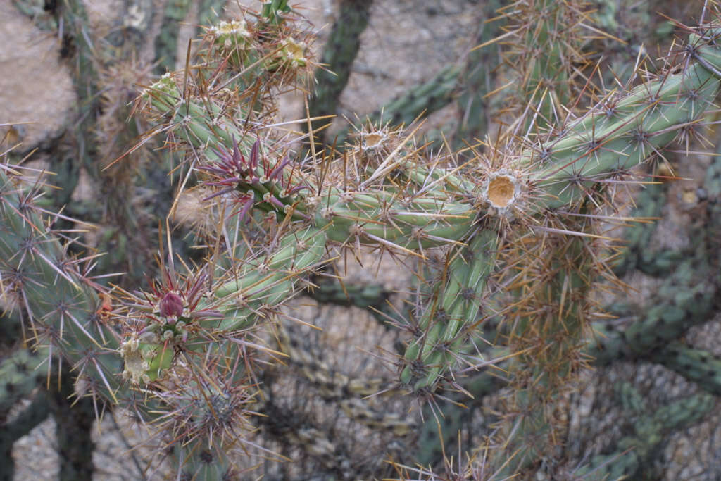 Image of Chollas