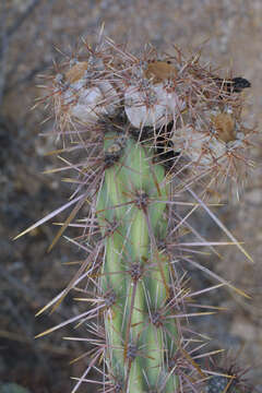 Image of Chollas