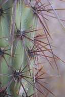 Image de Cylindropuntia