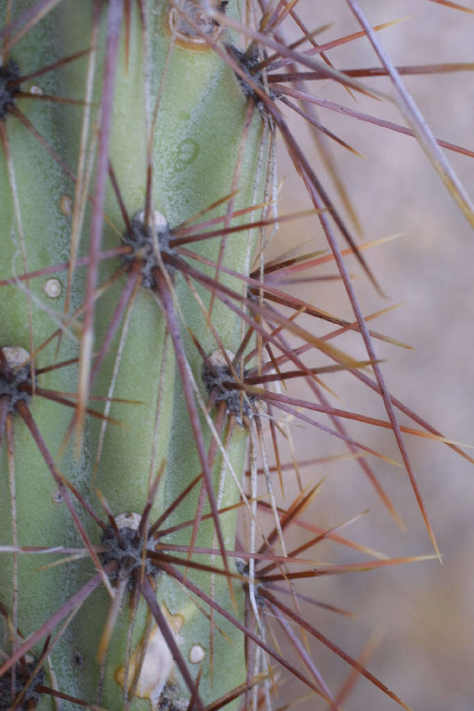 Image de Cylindropuntia