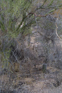 Image of saguaro