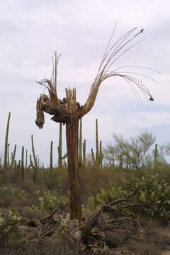 Image of saguaro