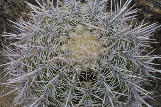 Image of saguaro