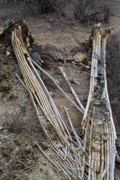 Image of saguaro