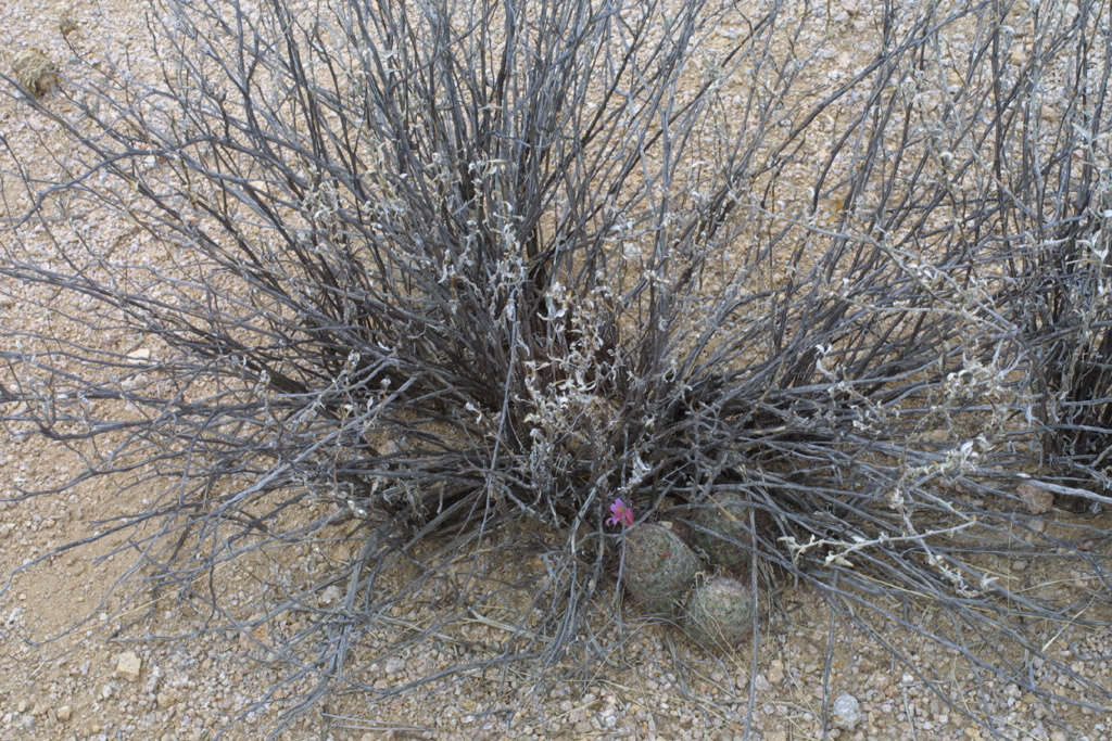 Image of triangle bur ragweed