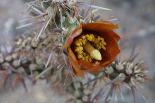 Imagem de Cylindropuntia