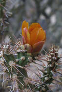 Image of Chollas