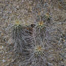 Image of Boyce Thompson hedgehog cactus