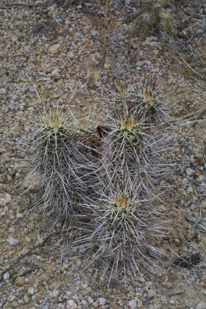 Image of Boyce Thompson hedgehog cactus