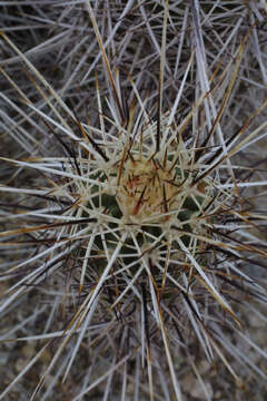 Image of Boyce Thompson hedgehog cactus