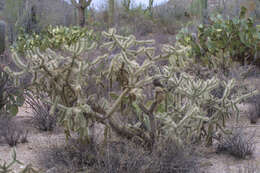 Image de Cylindropuntia