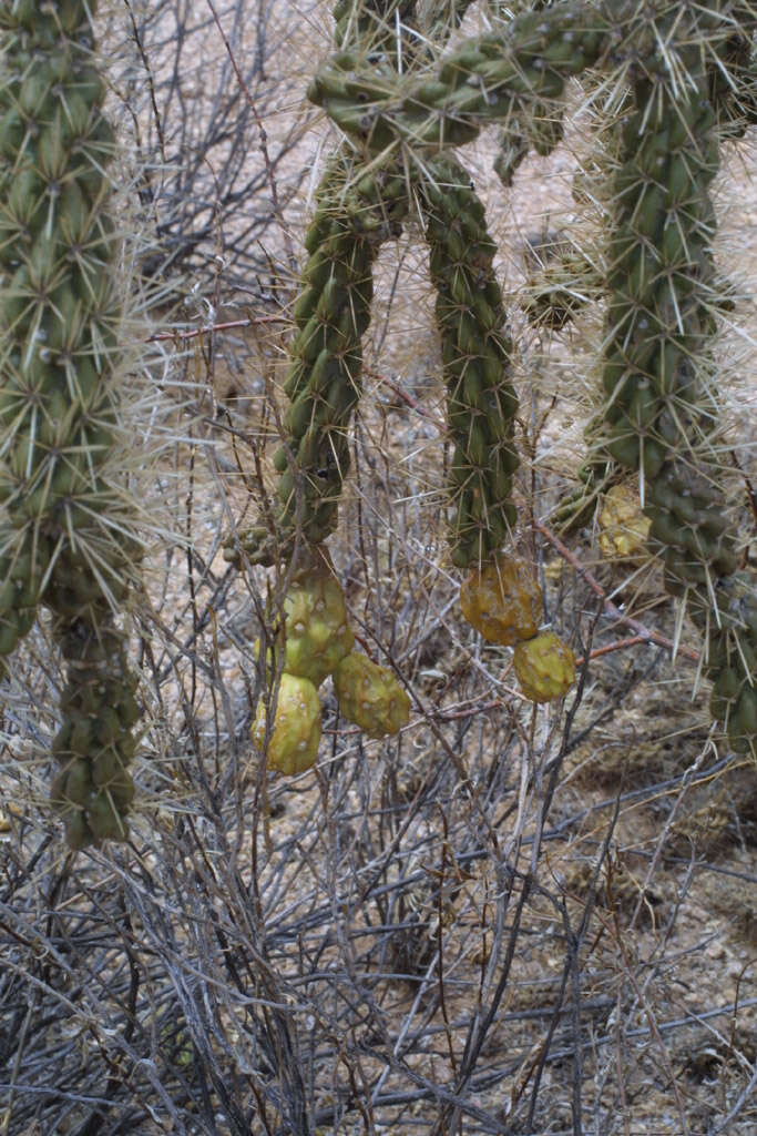 Image de Cylindropuntia