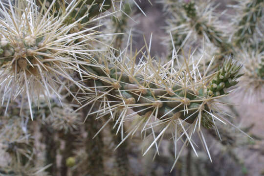 Image de Cylindropuntia