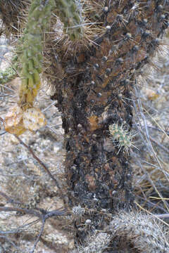 Image de Cylindropuntia