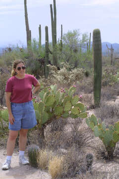 Image of saguaro