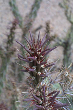 Image of Chollas