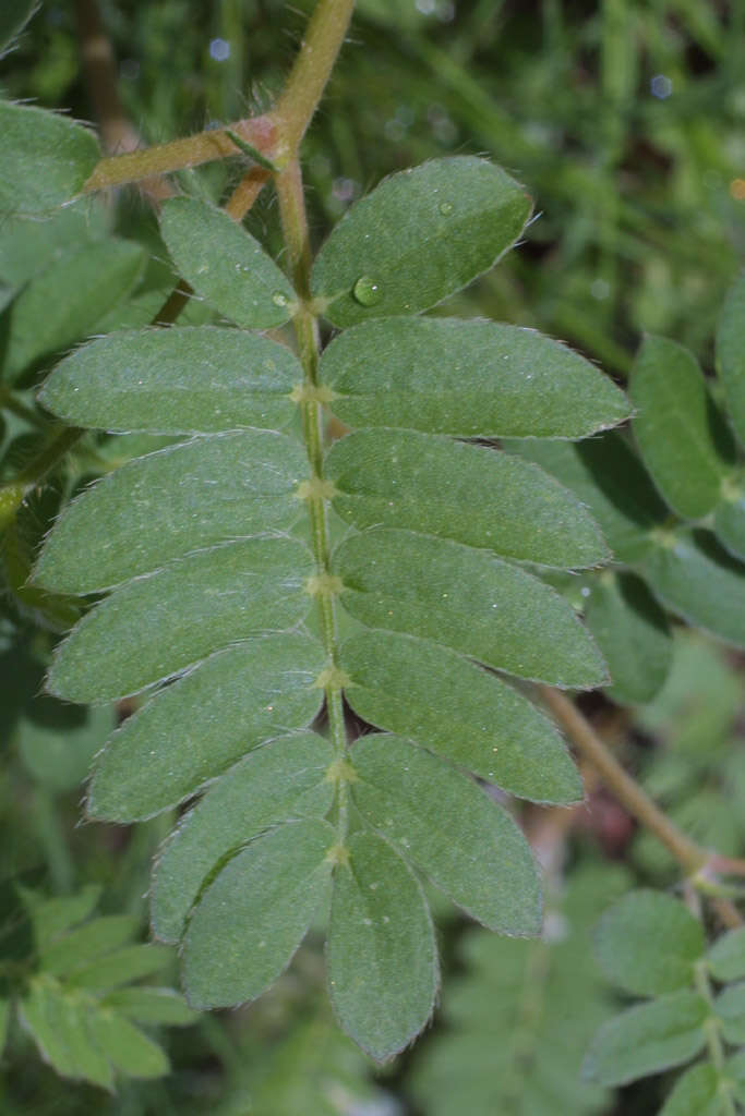 Image of caltrop