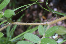 Image of caltrop