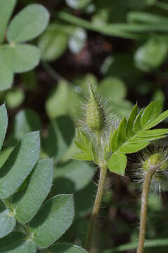 Image of caltrop