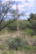 Image of sotol