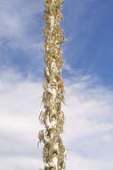 Image of sotol