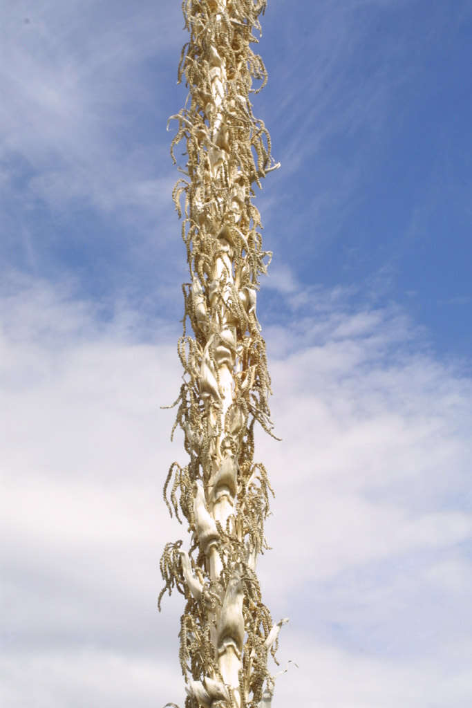 Image of sotol