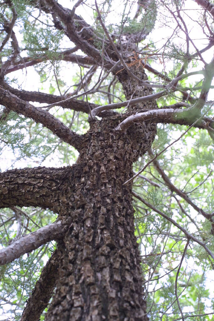 Imagem de Juniperus