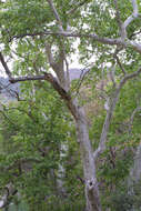 Image of Arizona sycamore