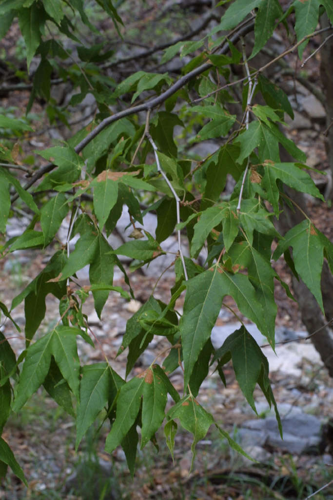 Image of Arizona sycamore