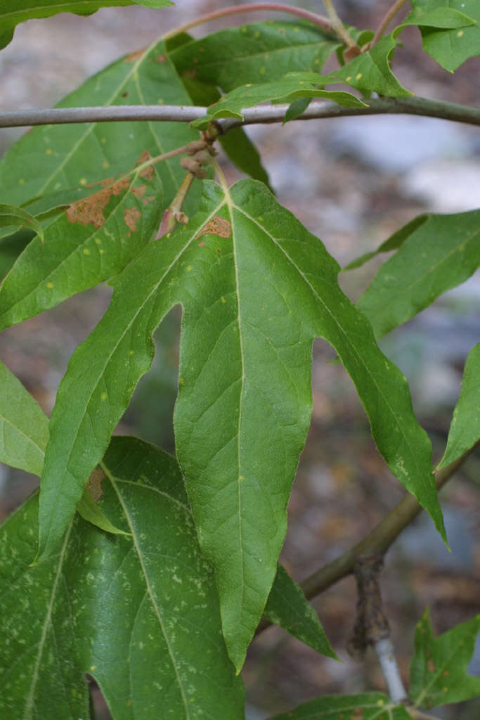 Image of Arizona sycamore