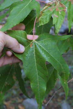 Image of Arizona sycamore