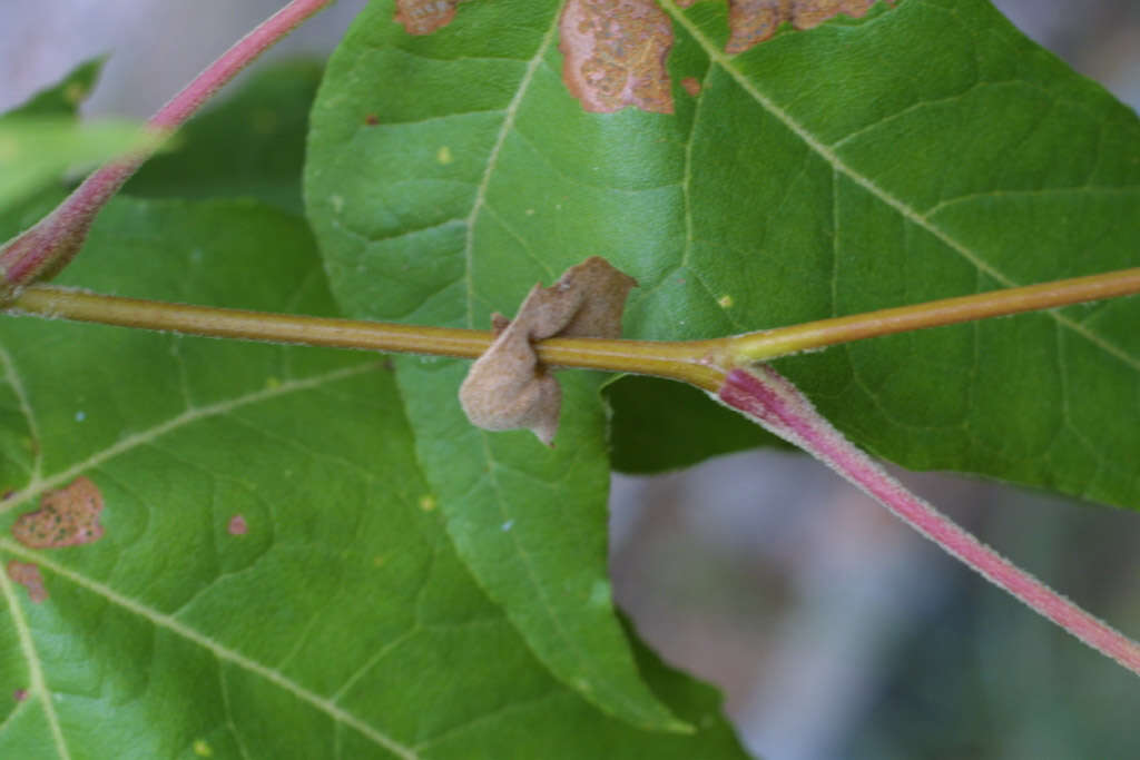 Image of Arizona sycamore