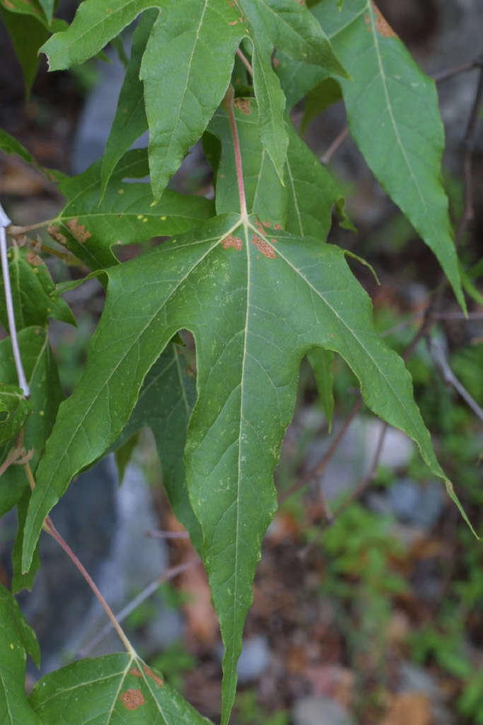 Image of Arizona sycamore