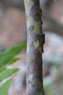 Image of Arizona sycamore