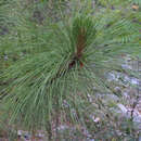 Image de Pinus engelmannii Carrière