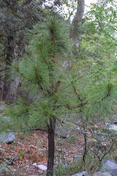 Imagem de Pinus engelmannii Carrière