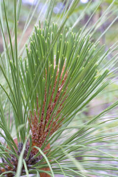 Imagem de Pinus engelmannii Carrière