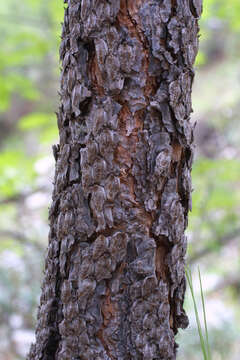 Imagem de Pinus engelmannii Carrière