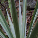 Sivun Yucca madrensis Gentry kuva