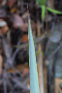 Image of yucca