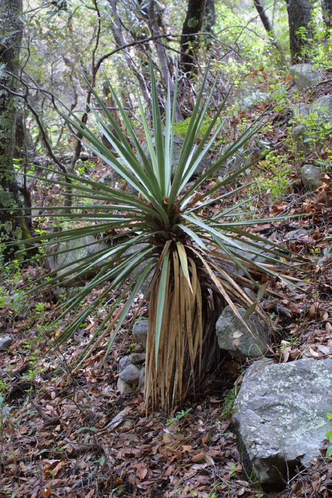 Image of yucca