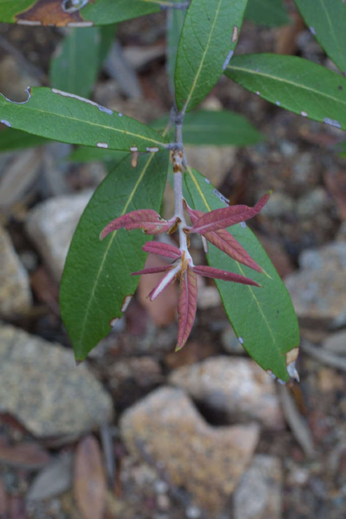 Image of Silverleaf Oak