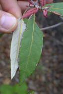 Image of Silverleaf Oak