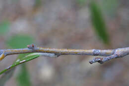 Image of Silverleaf Oak