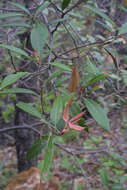 Image of Silverleaf Oak