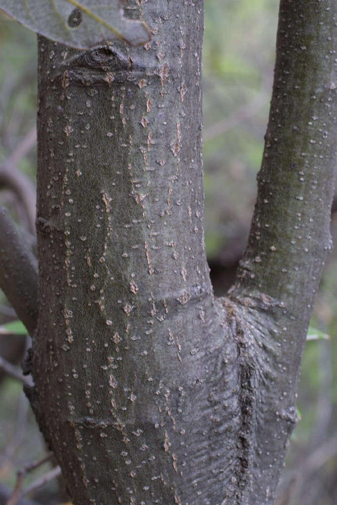 Image of Silverleaf Oak