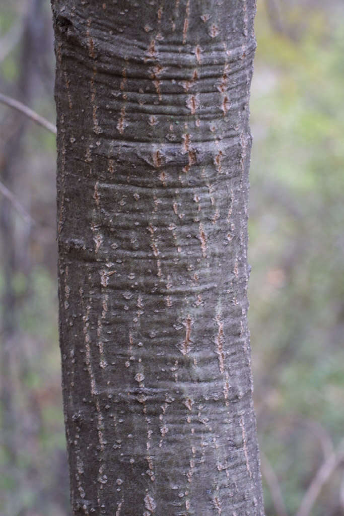 Image of Silverleaf Oak