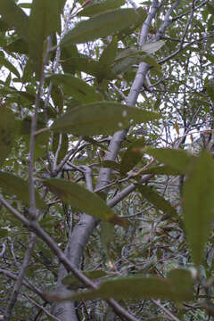 Image of Silverleaf Oak